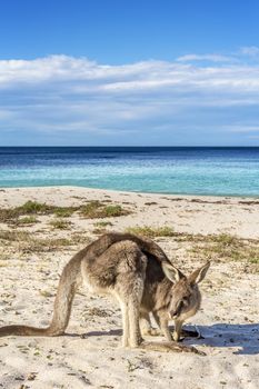 Kangaroo on the beach in NSW Australia