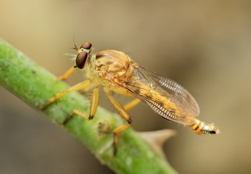 Robber fly perched on the stem of a plant, macro close up with bokeh neutral background.