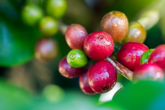 Closeup fresh coffee on the trees and drops of water in morning sunlight.