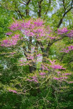 Spring in the Park. Judas-tree in bloom