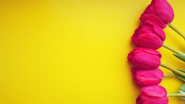 8 March Happy Women's Day. Spring concept. Pink tulips on yellow background. Copy space