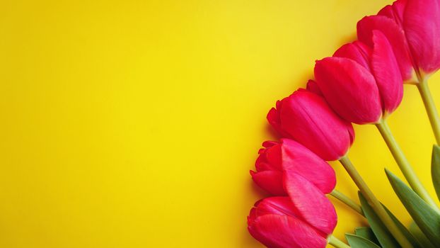 8 March Happy Women's Day. Spring concept. Pink tulips on yellow background. Copy space