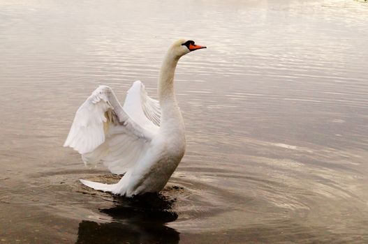 Swan