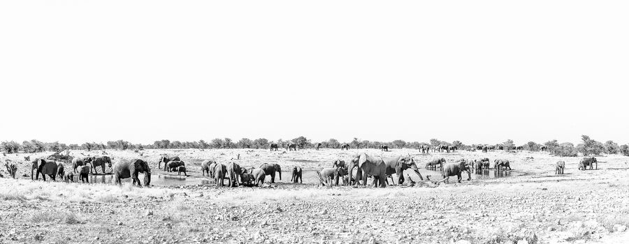 Panorama of a large herd of African elephants, Loxodonta africana, at a waterhole in Northern Namibia. Monochrome