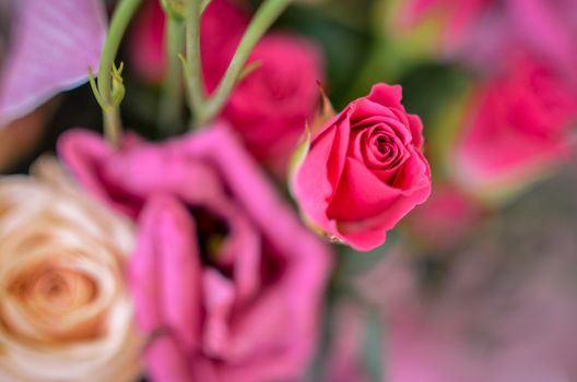 Beautiful pink roses in soft spring flower bouquet in blured background