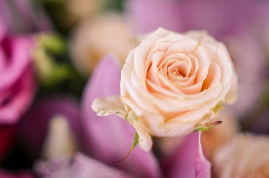 Beautiful pink roses in soft spring flower bouquet in blured background