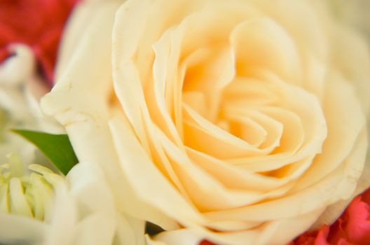 White rose closeup. Background of flowers buds and blured closeup