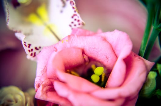 Pink eustoma in the beautiful bouquet with blured background