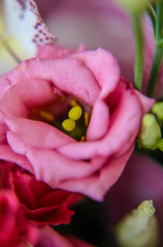 Pink eustoma in the beautiful bouquet with blured background
