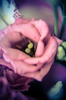 Pink eustoma in the beautiful bouquet with blured background