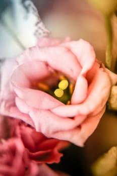 Pink eustoma in the beautiful bouquet with blured background