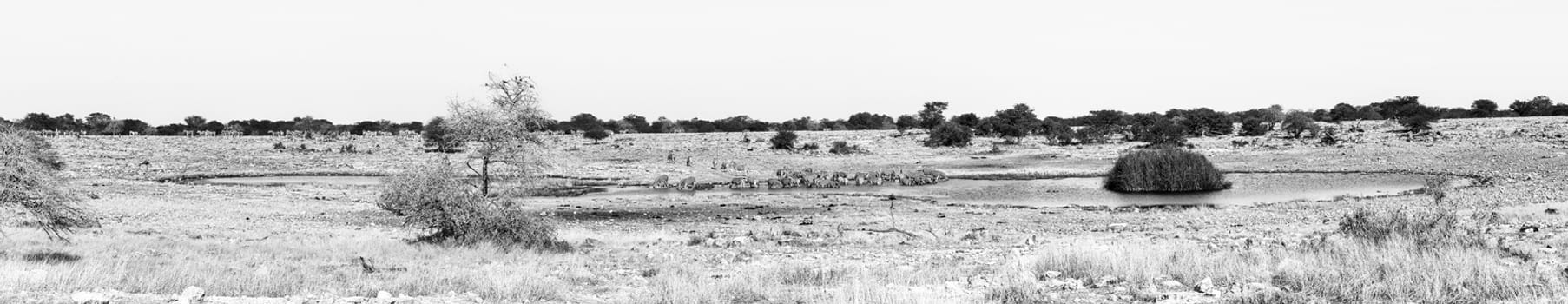 A large herd of Burchells zebras, Equus quagga burchellii, drinking water at a waterhole in Northern Namibia. Monochrome