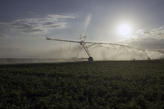 automatic irrigation sprinklers, extensive agriculture, crops