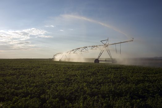 automatic irrigation sprinklers, extensive agriculture, crops