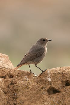 Black Redstart (Phoenicurus ochruros)