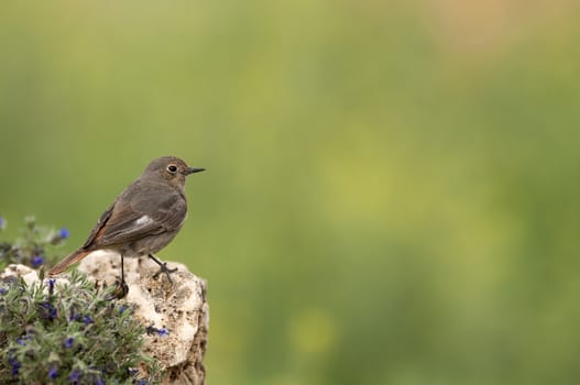 Black Redstart (Phoenicurus ochruros)