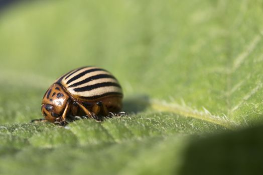 Colorado potato beetle eats potato leaves, Leptinotarsa decemlineata