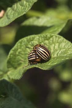 Colorado potato beetle eats potato leaves, Leptinotarsa decemlineata