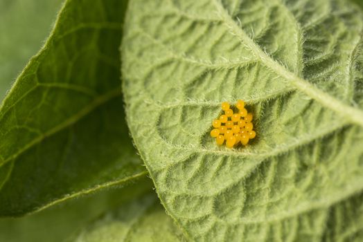 Colorado potato beetle eggs eat potato leaves, Leptinotarsa decemlineata