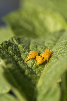 Colorado potato beetle eggs eat potato leaves, Leptinotarsa decemlineata