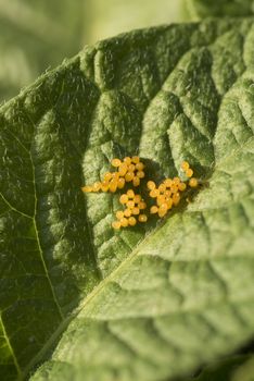 Colorado potato beetle eggs eat potato leaves, Leptinotarsa decemlineata