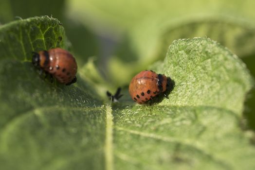 Colorado potato beetle larvae eats potato leaves, Leptinotarsa decemlineata