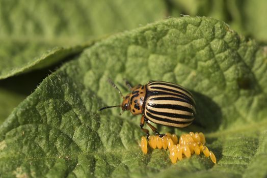 Eggs and Colorado potato beetle eats potato leaves, Leptinotarsa decemlineata