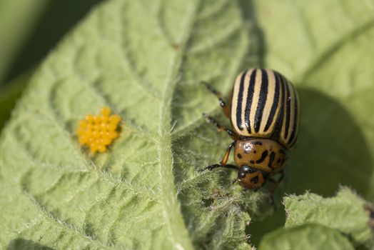 Eggs and Colorado potato beetle eats potato leaves, Leptinotarsa decemlineata