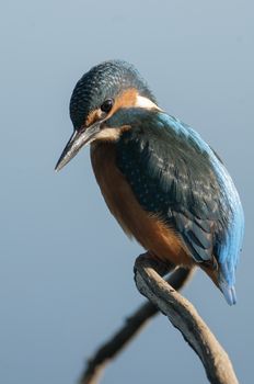 Kingfisher (Alcedo atthis) perched