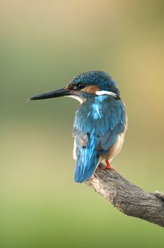 Kingfisher (Alcedo atthis) perched