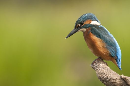 Kingfisher (Alcedo atthis) perched