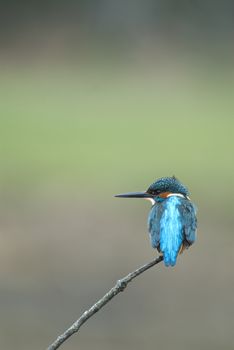 Kingfisher (Alcedo atthis) perched