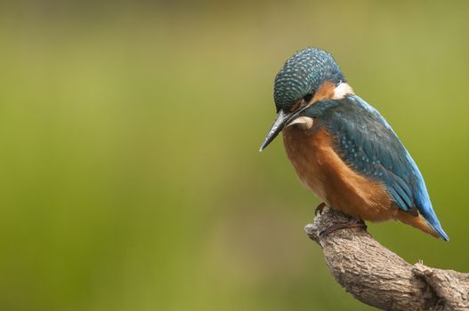 Kingfisher (Alcedo atthis) perched