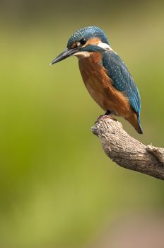 Kingfisher (Alcedo atthis) perched