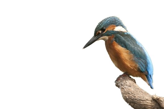 Kingfisher (Alcedo atthis) perched, White background