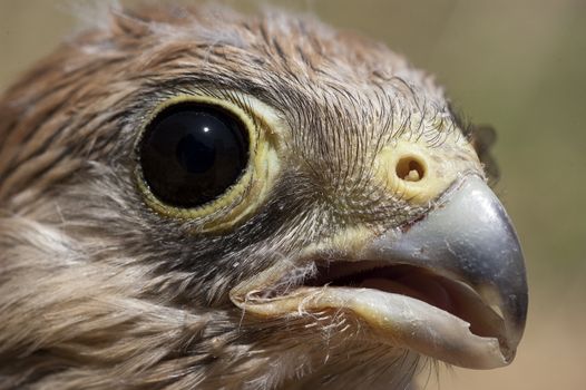 Lesser kestrel, breeding, Falco naumanni
