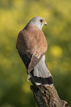 Lesser kestrel, male, Falco naumanni