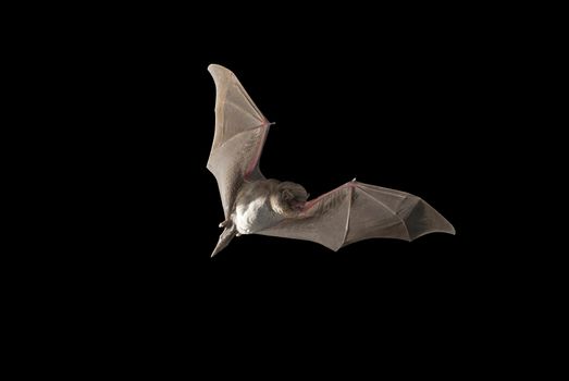 Bat bent common Miniopterus schreibersii, flying in a cave, with black background