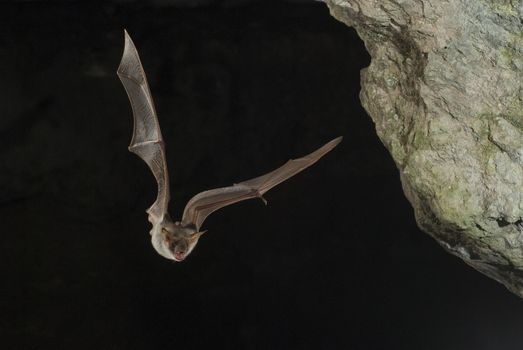 Bat buzzard, myotis myotis, flight in his cave