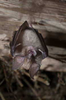 Lesser horseshoe bat (Rhinolophus hipposideros), hanging, sleeping inside an old house.Spain