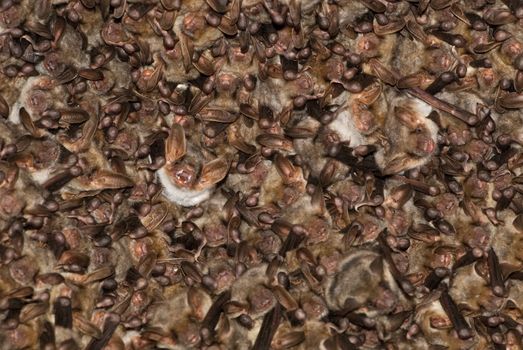 Groups of sleeping bats in cave, Myotis myotis