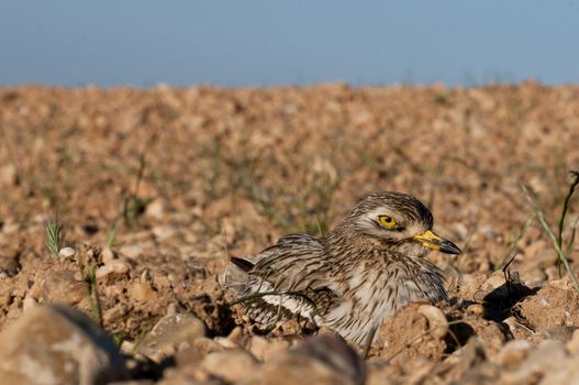 Burhinus oedicnemus (Eurasian thick knee, Eurasia Stone-curlew, Stone Curlew) resting on the crop floor, with wide angle
