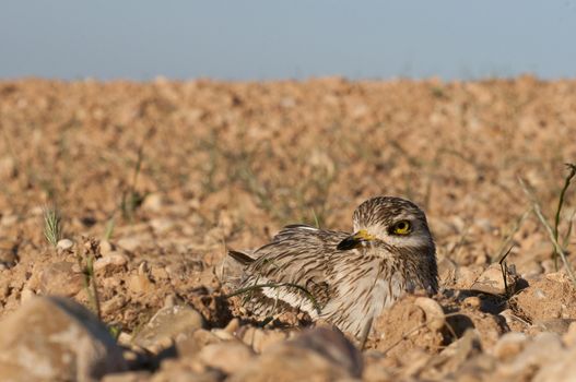 Burhinus oedicnemus (Eurasian thick knee, Eurasia Stone-curlew, Stone Curlew) resting on the crop floor, with wide angle