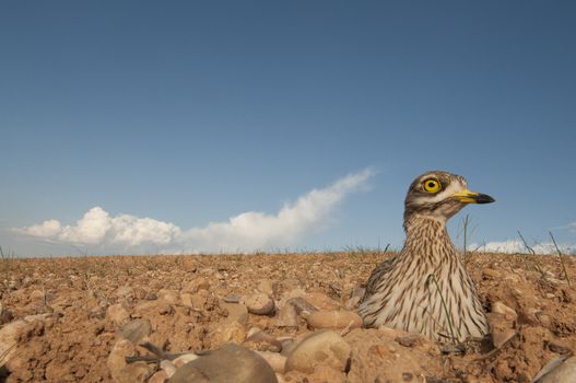 Burhinus oedicnemus (Eurasian thick knee, Eurasian Stone-curlew, Stone Curlew) in its nest, with wide angle