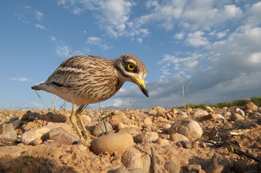 Burhinus oedicnemus (Eurasian thick knee, Eurasian Stone-curlew, Stone Curlew) reaching its nest, wide angle