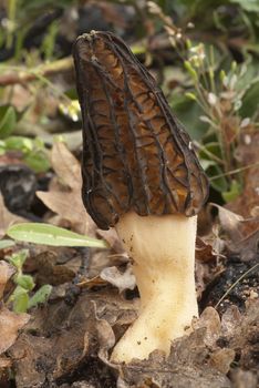 Common Morel Mushroom. Morchella esculenta