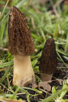Common Morel Mushroom. Morchella esculenta