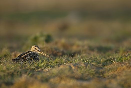 Common Snipe (Gallinago gallinago), resting in the grass