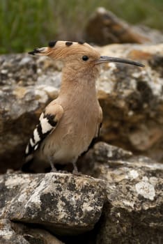 Eurasia Hoopoe or Common Hoopoe (Upupa epops), perched on the rocks, entrance to the nest