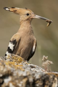 Eurasia Hoopoe or Common Hoopoe (Upupa epops), with food in the beak